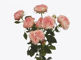 Pink Roses
